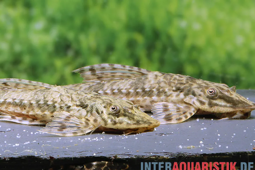 Kleiner Hexenwels, Rineloricaria parva, 6-8 cm