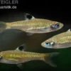 Kleiner Leuchtaugenbärbling, Rasbora dorsiocellata macrophthalma (Minifisch)