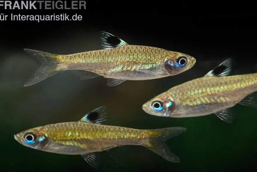 Kleiner Leuchtaugenbärbling, Rasbora dorsiocellata macrophthalma (Minifisch)