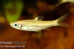 Kleiner Leuchtaugenbärbling, Rasbora dorsiocellata macrophthalma (Minifisch)