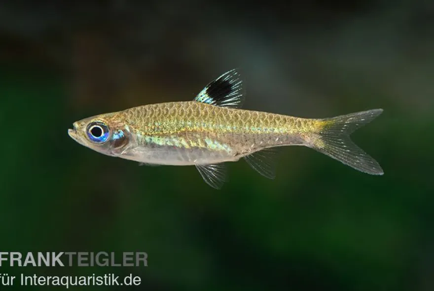 Kleiner Leuchtaugenbärbling, Rasbora dorsiocellata macrophthalma (Minifisch)