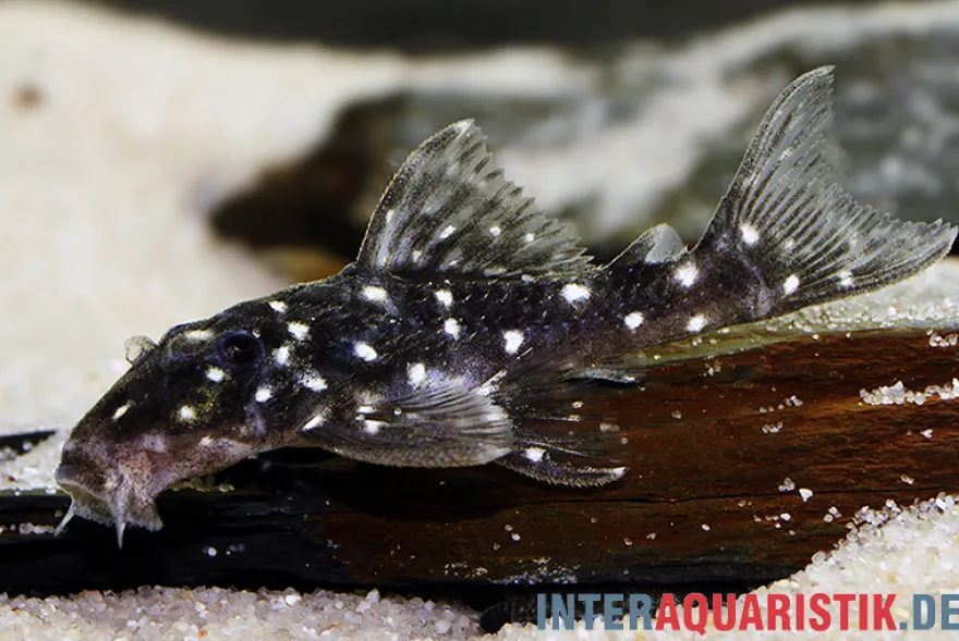 Kleiner Orinoco-Saugwels, L 280, Micracanthicus vandragti