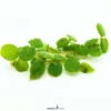 Kleiner Schwimmfarn, Salvinia minima, 100 ml lose im Becher