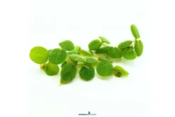 Kleiner Schwimmfarn, Salvinia minima, 100 ml lose im Becher