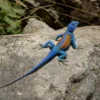 Kleiner Stachelleguan, Sceloporus minor