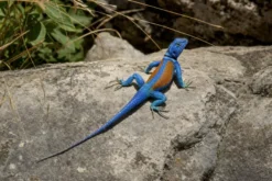 Kleiner Stachelleguan, Sceloporus minor