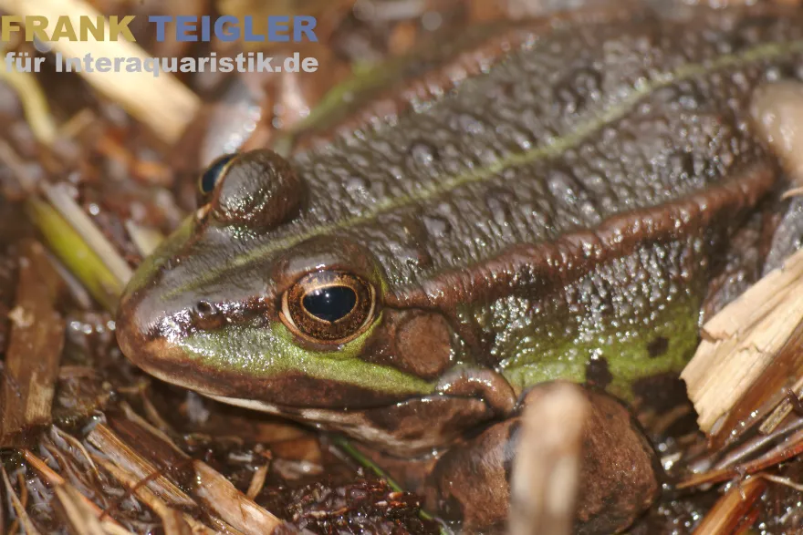 Kleiner Wasserfrosch, Pelophylax lessonae