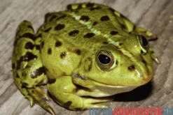 Kleiner Wasserfrosch, Pelophylax lessonae