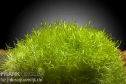 Kleiner Wasserschlauch, Utricularia graminifolia, In Vitro