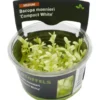 Kleines Fettblatt, Bacopa monnieri "Compact White", In Vitro