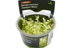 Kleines Fettblatt, Bacopa monnieri "Compact White", In Vitro