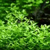 Kleines Fettblatt, Bacopa monnieri, im Topf