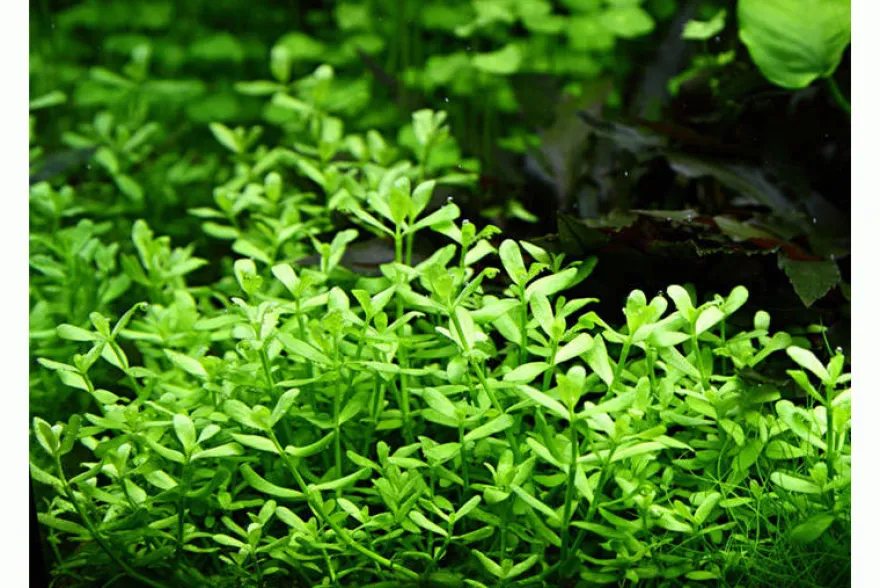Kleines Fettblatt, Bacopa monnieri, im Topf