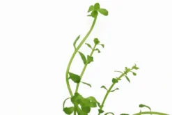 Kleines Fettblatt, Bacopa monnieri, im Topf