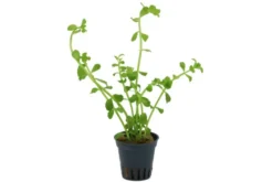 Kleines Fettblatt, Bacopa monnieri, im Topf
