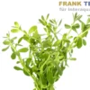 Kleines Fettblatt, Bacopa monnieri, Bund