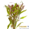 Kleines Papageienblatt, Alternanthera reineckii, Bund