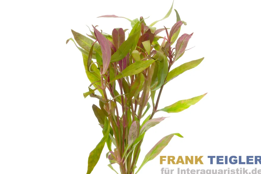 Kleines Papageienblatt, Alternanthera reineckii, Bund