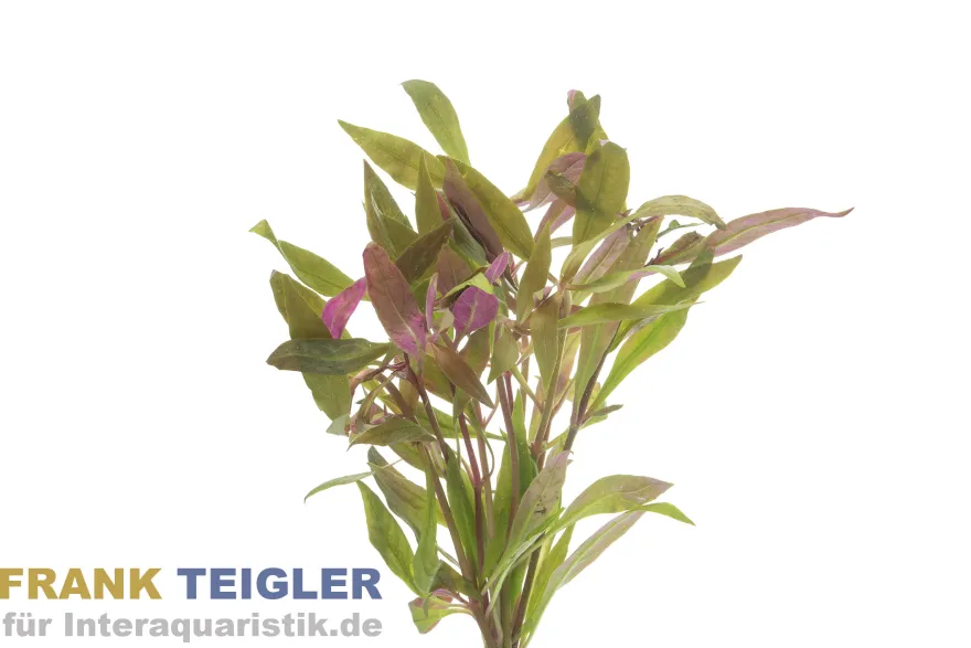 Kleines Papageienblatt, Alternanthera reineckii, Bund