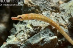 Kleine Süßwassernadel, Enneacampus ansorgii
