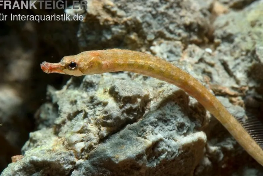 Kleine Süßwassernadel, Enneacampus ansorgii