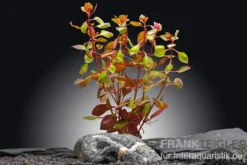 Kleine tiefrote Ludwigie, Ludwigia palustris "Super Red", im Topf