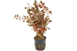 Kleine tiefrote Ludwigie, Ludwigia palustris "Super Red", im Topf