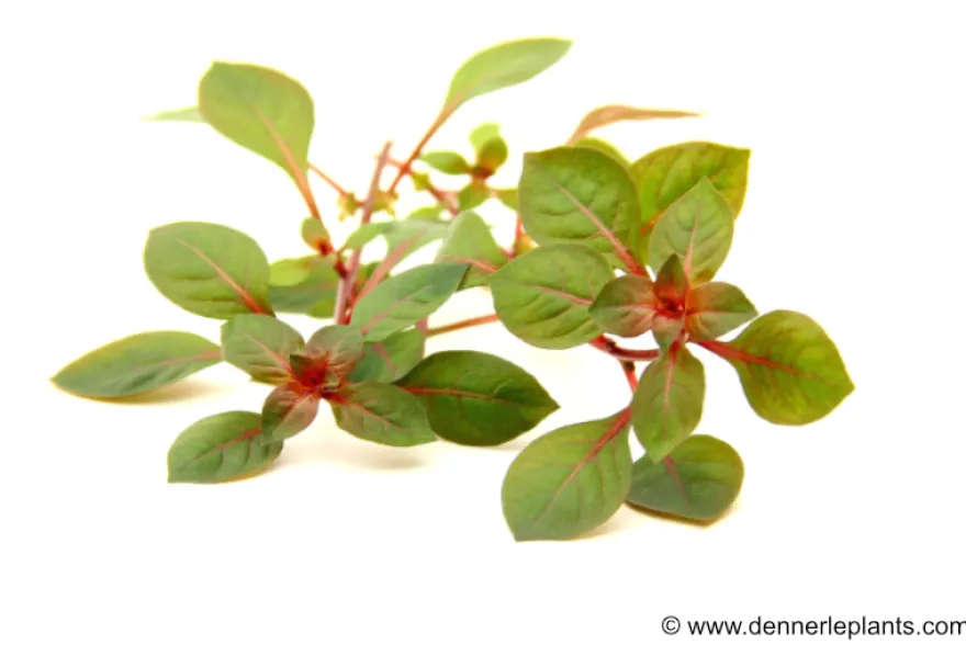 Kleine tiefrote Ludwigie, Ludwigia sp. "Super Red", im Topf