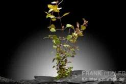 Kleine tiefrote Ludwigie, Ludwigia sp. "Super Red", im Topf