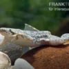 Kleine Wabenkröte, Pipa parva