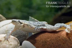 Kleine Wabenkröte, Pipa parva