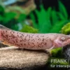 Kleinmaul-Elektrowels, Malapterurus microstoma