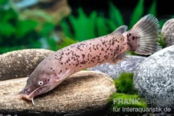 Kleinmaul-Elektrowels, Malapterurus microstoma