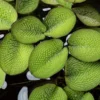 Kleinohriger Schwimmfarm, Salvinia auriculata, In Vitro