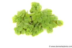 Kleinohriger Schwimmfarm, Salvinia auriculata, In Vitro