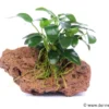 Kleinstes Zwergspeerblatt, Anubias nana "Bonsai" auf Stein, ca. 9x7x7 cm