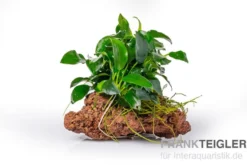 Kleinstes Zwergspeerblatt, Anubias nana "Bonsai" auf Stein, ca. 9x7x7 cm