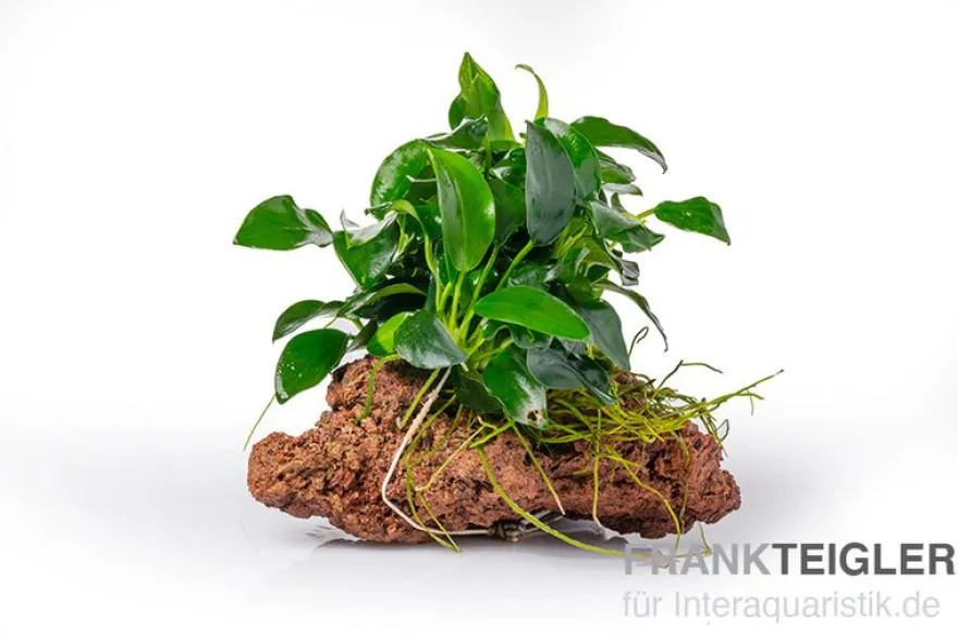 Kleinstes Zwergspeerblatt, Anubias nana "Bonsai" auf Stein, ca. 9x7x7 cm