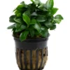 Kleinstes Zwergspeerblatt, Anubias nana Bonsai/Petite, im Topf