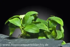 Kleinstes Zwergspeerblatt, Anubias nana Bonsai/Petite, im Topf