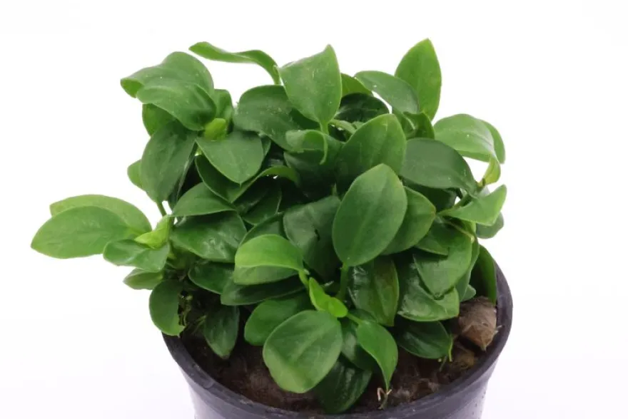 Kleinstes Zwergspeerblatt, Anubias nana Bonsai/Petite, im Topf