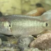 Kletterfisch, Anabas testudineus