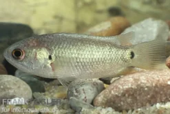Kletterfisch, Anabas testudineus
