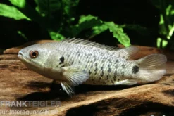 Kletterfisch, Anabas testudineus