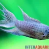 Königsblauer Makropode, Macropodus spechti "Royal Blue", 3-4 cm
