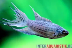 Königsblauer Makropode, Macropodus spechti "Royal Blue", 3-4 cm