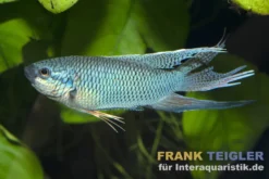 Königsblauer Makropode, Macropodus spechti "Royal Blue", 3-4 cm