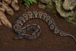 Königspython „Black Head“, Python regius