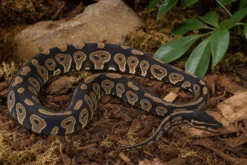 Königspython „Black Head“, Python regius