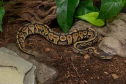 Königspython „Copper“, Python regius